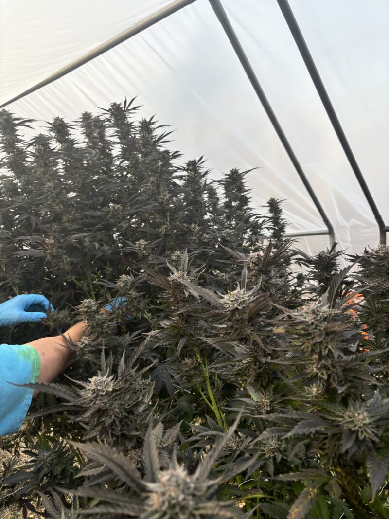 Platinum Mendo breath