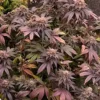 GDP x Klar Plant Indoors