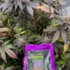 GDP x Klar Plant x Packaging