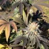 Granddaddy Purple x KLAR Seed Plant