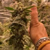 Granddaddy Purple x KLAR Seeds - Image 3