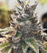 $50 Cannabis Seeds
