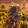 Hell's Angel OG Plants