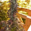 Hell's Angel OG Plants Full View