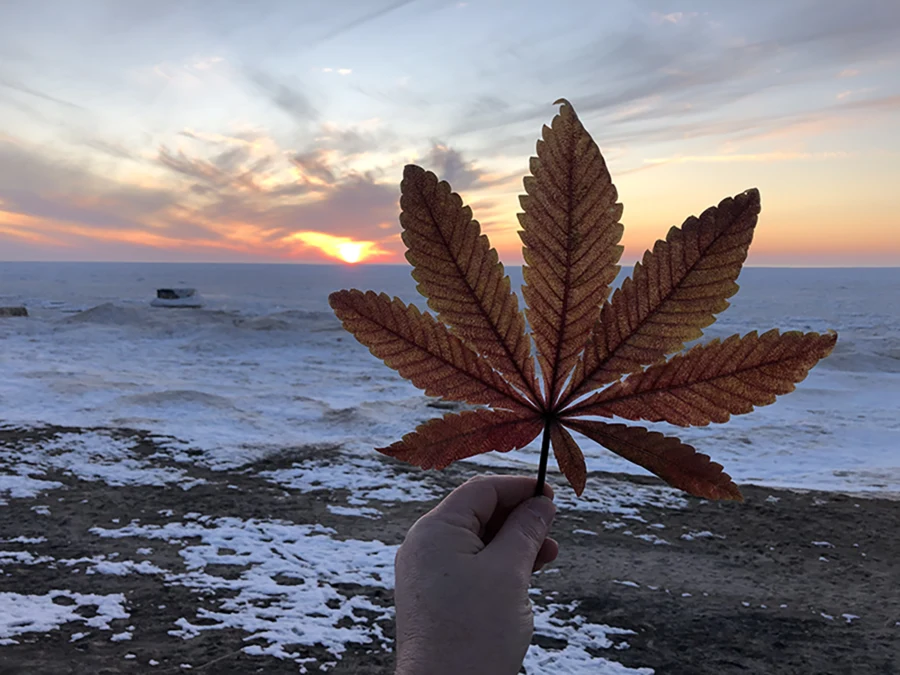 frozen beach holding a mastadon leaf