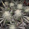 Blue Moonshine DJ Short Regular Cannabis Seed