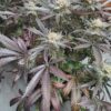 DJ Short Blue Moonshine Regular Cannabis Seed