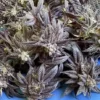 The HOG/Hawgsbreath #9 Regular Cannabis Seeds - Image 3
