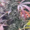 The HOG Hawgsbreath #9 Regular Cannabis Plant