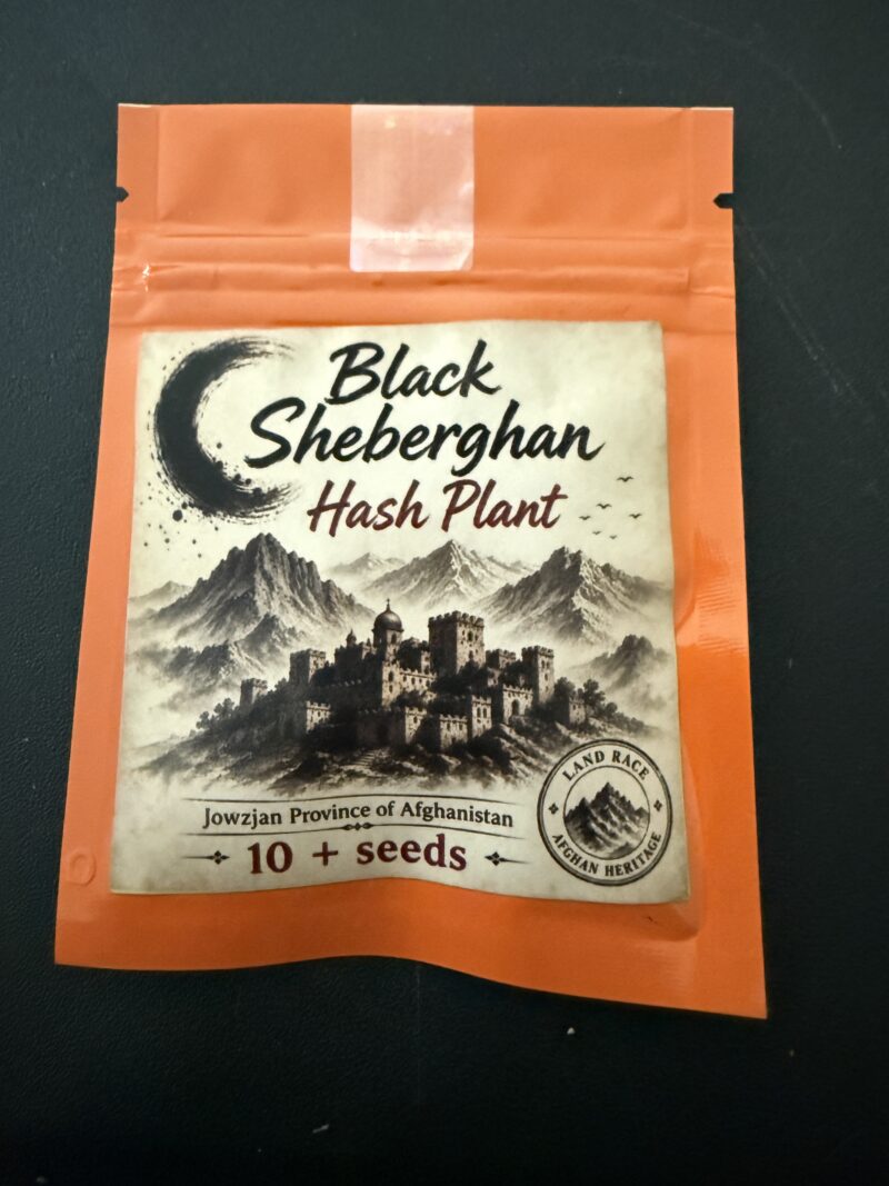 Black Sheberghan Hash Plant ( Jowzjan Province of Afghanistan)