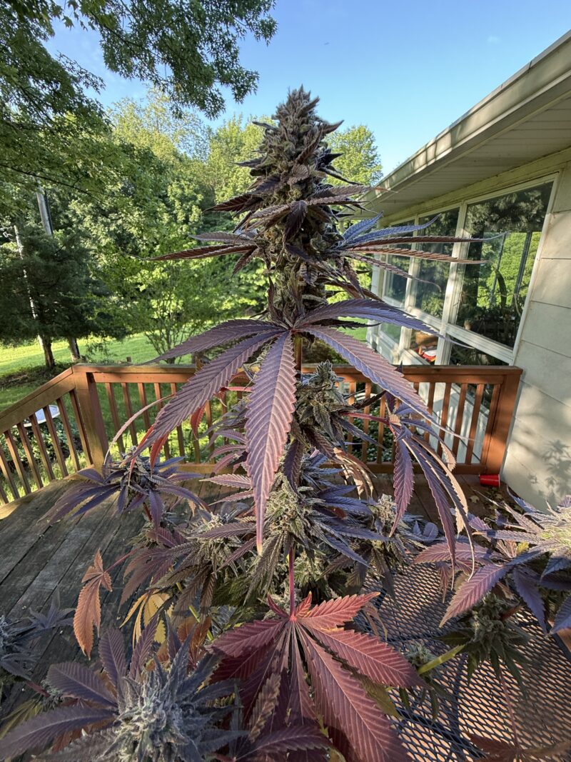 Northern Lights #1 x SKUNK #1