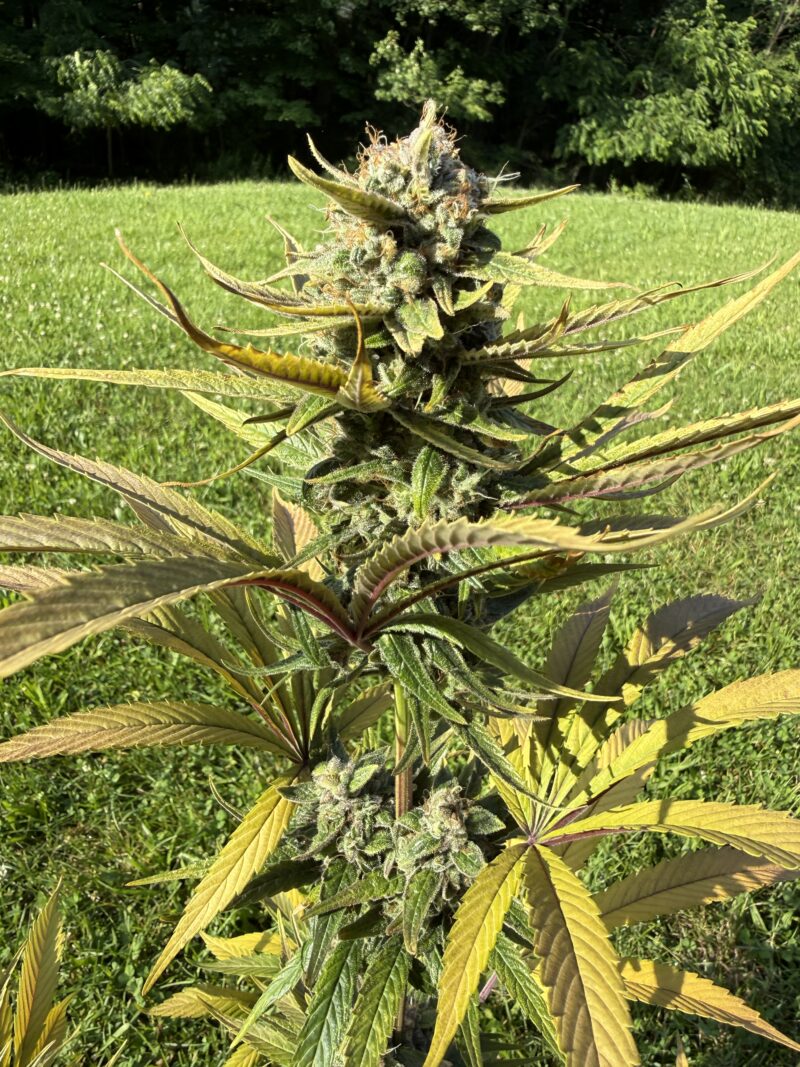 Northern Lights #1 x Kabul's Ghost x Cat Piss