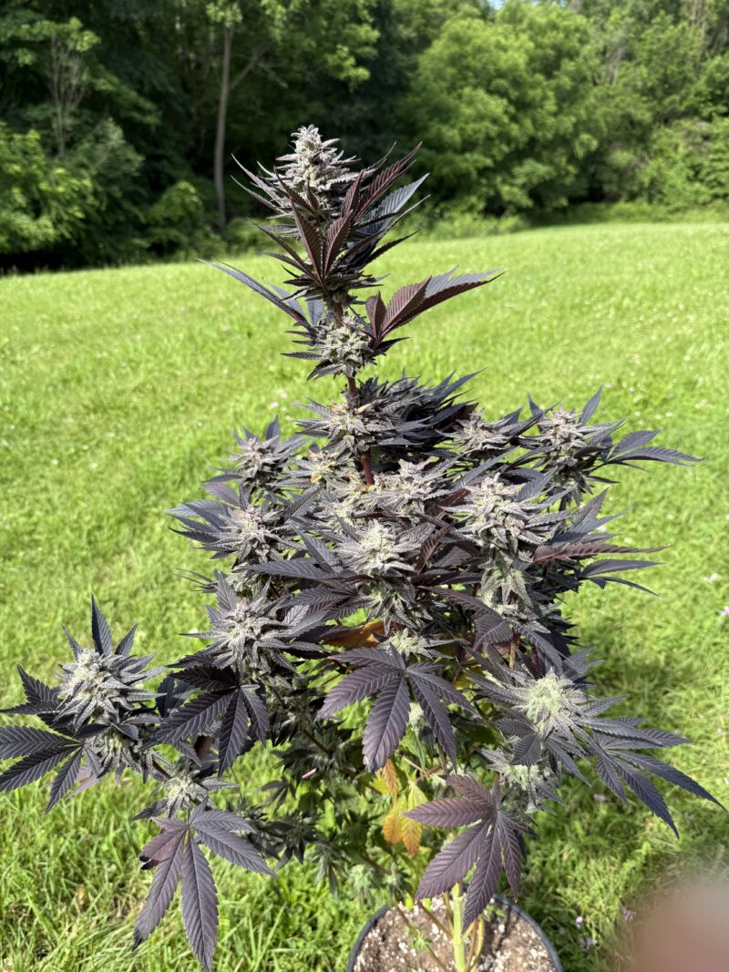 95 Romulan x Hog #17
