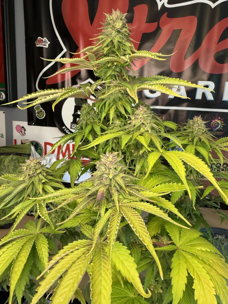 A.C.C. Sour Diesel IBL