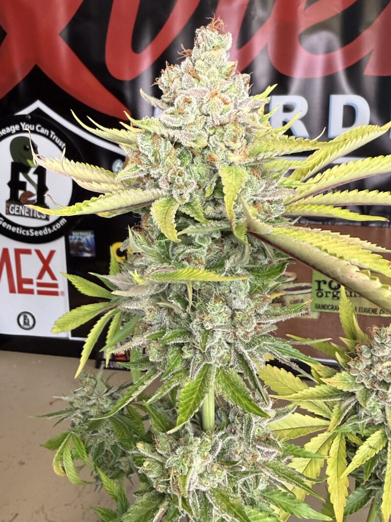 1996 Albany Sour Diesel x Indacouch