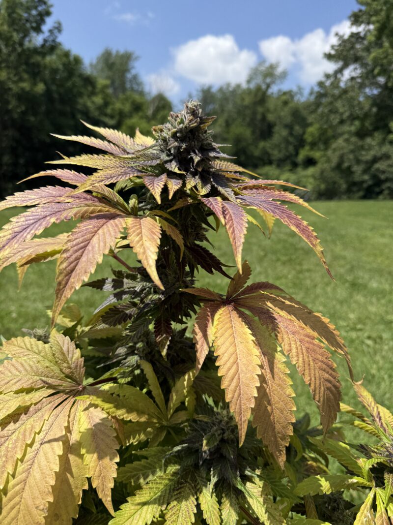 Albany 1996 Sour Diesel x Indacouch Fem