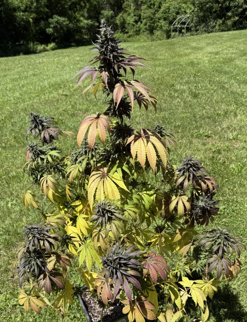 96 Sour Diesel x Hindu Kush Fem