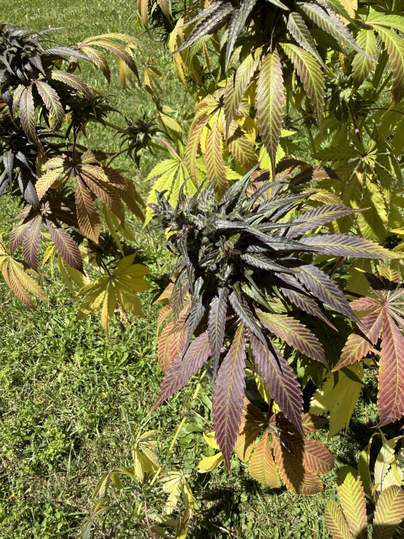 AJ Sour Diesel x Hindu Kush Fem