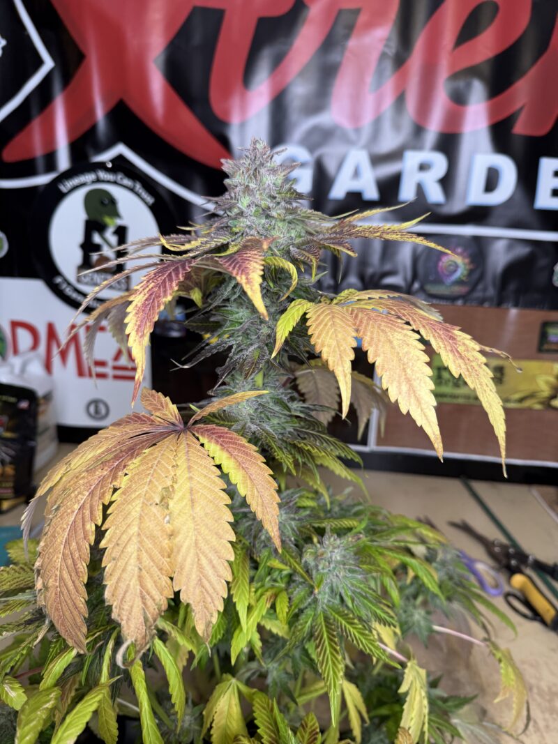 1996 Albany Sour Diesel x Indacouch