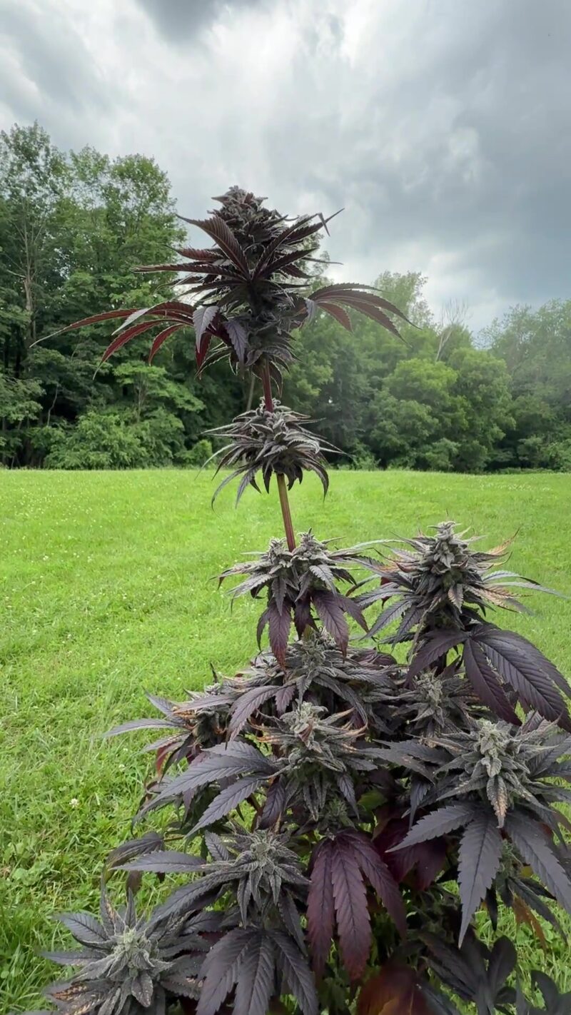 The Hog x (Purple Urkle x False Teeth) Seeds