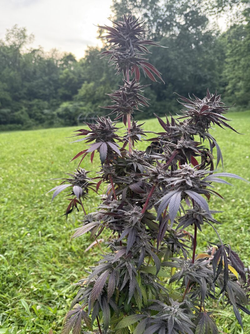 ACC Sour Diesel x The Hog