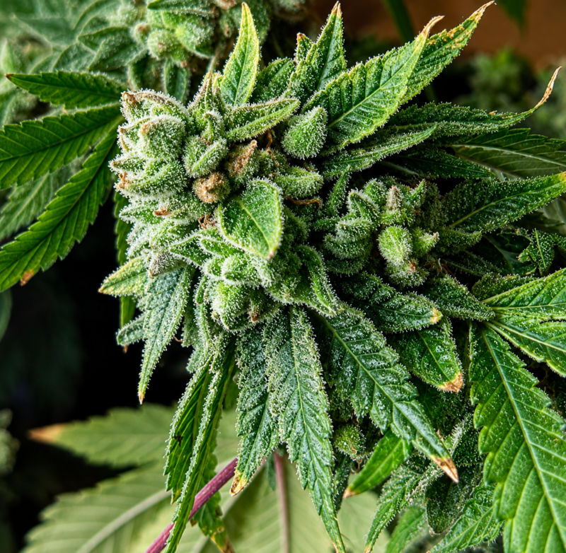 ACC Sour Diesel x 96 Albany Sour Diesel Cut