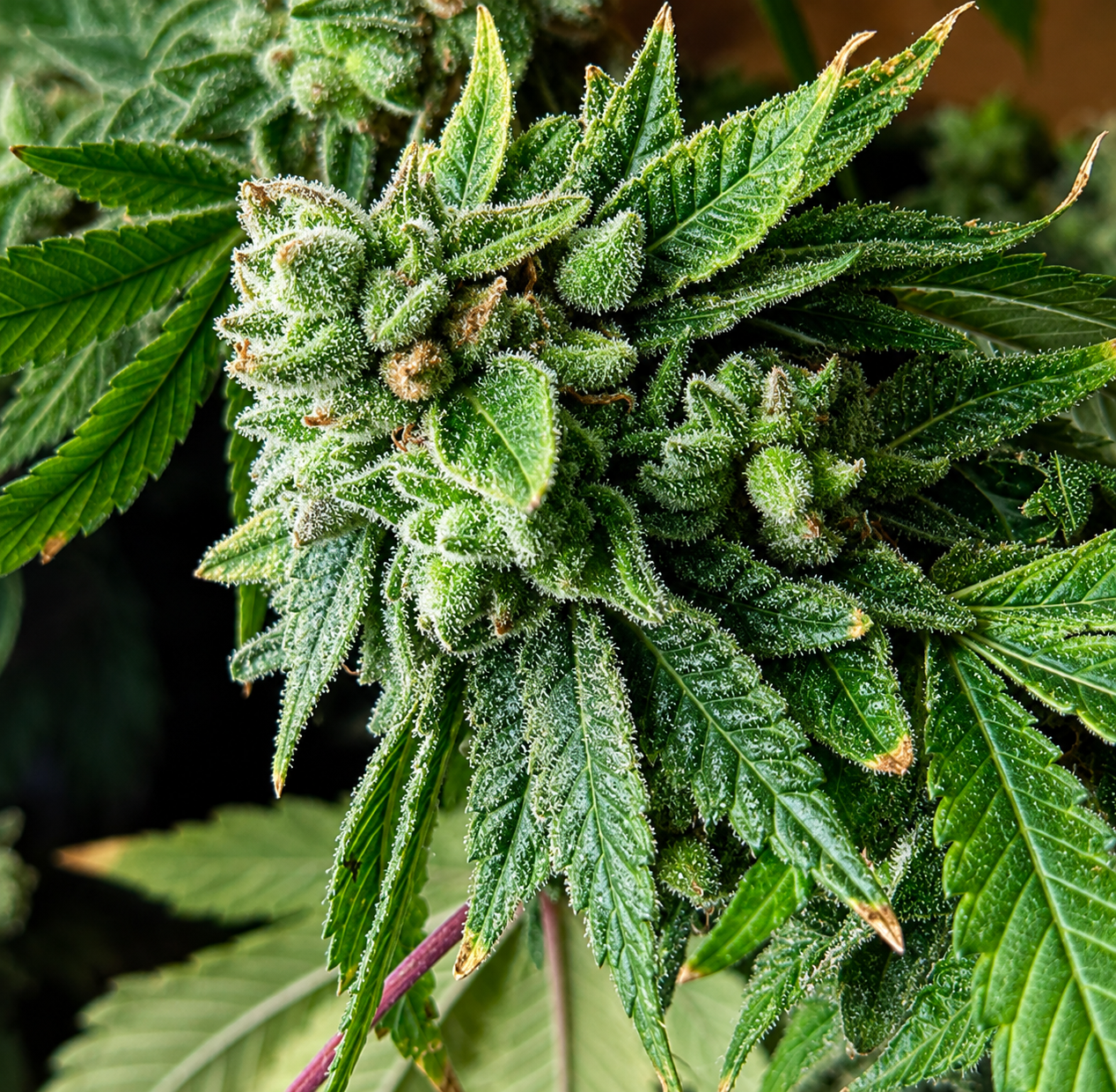 ACC Sour Diesel x 96 Albany Sour Diesel Cut
