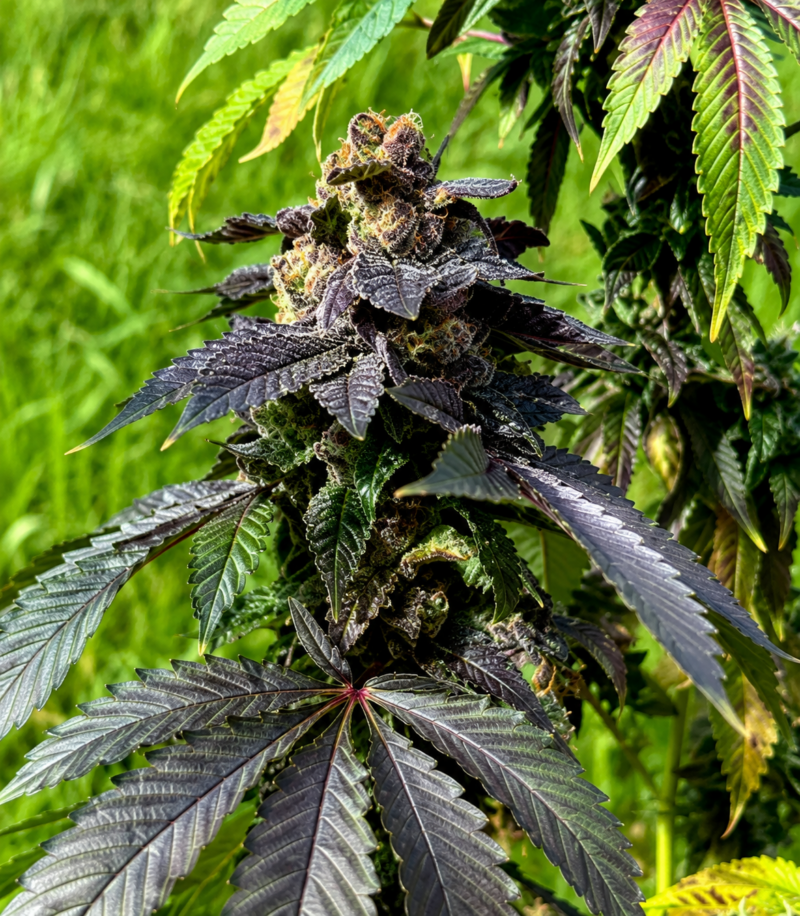 Elephant x AJ Sour Diesel Cut