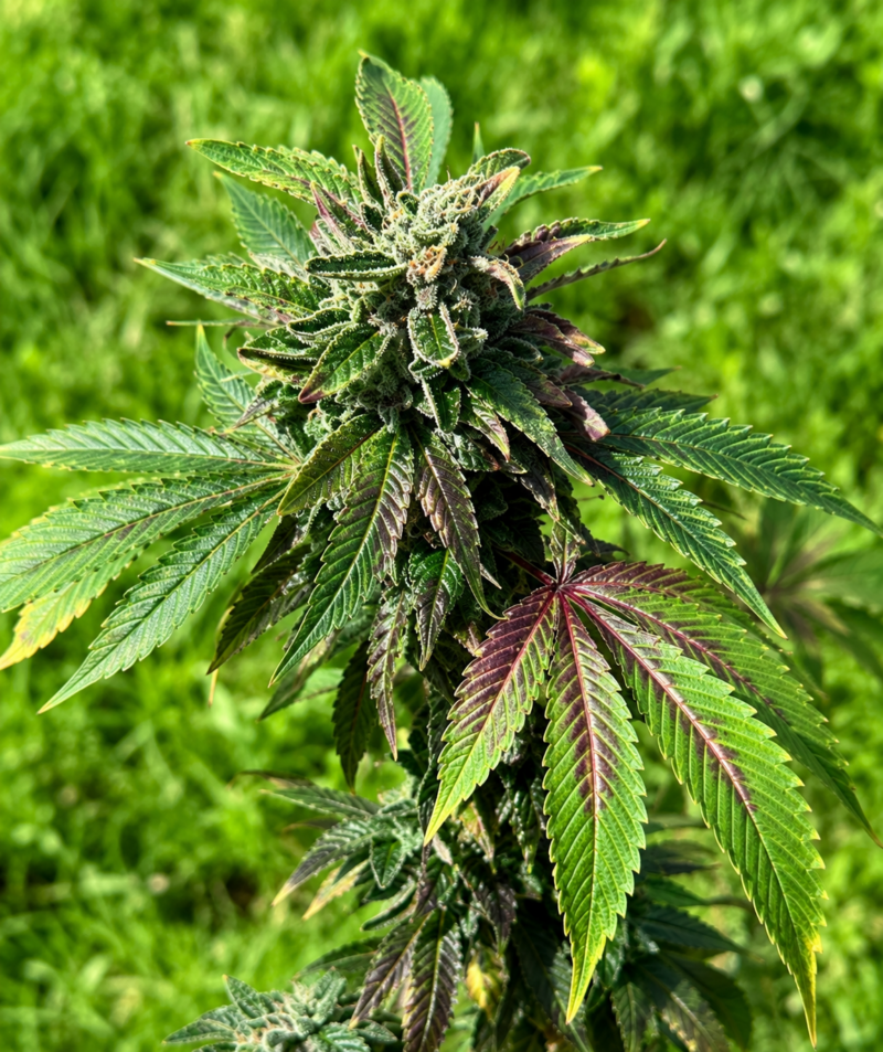 Elephant x Candy Gelato