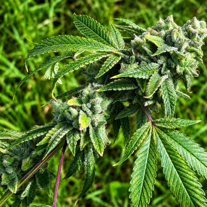 Elephant x 96 Albany Sour Diesel