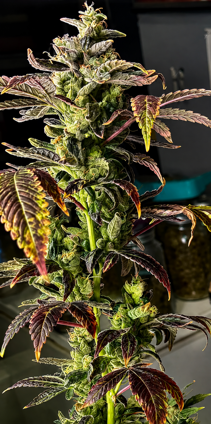 ACC Sour Diesel x Candy Gelato Cut