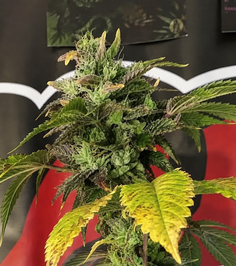 ACC Sour Diesel x 101 Sour Diesel Cut