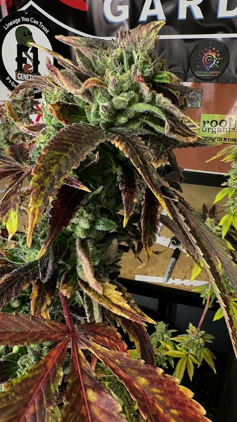 Indacouch x Candy Gelato Cut