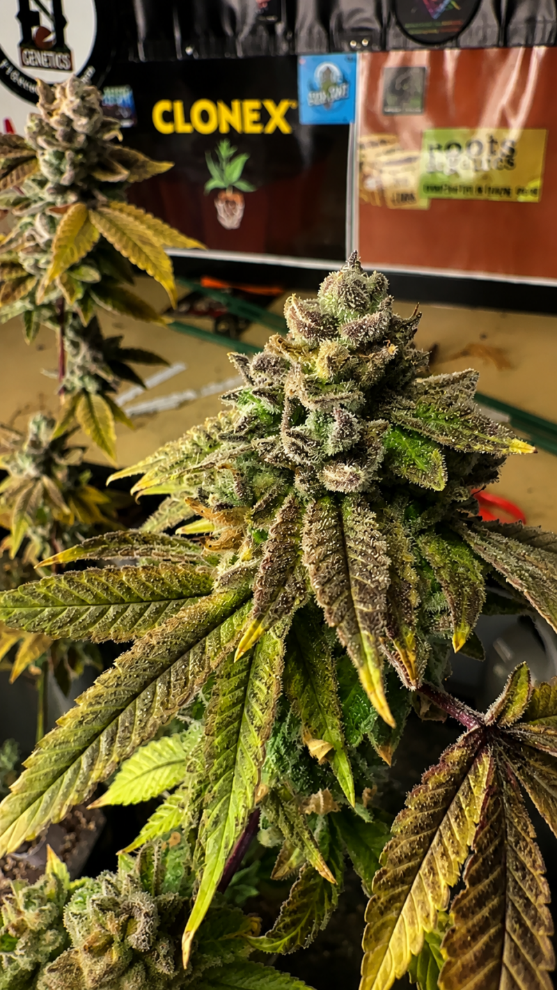 Indacouch x 96 Albany Sour Diesel Cut