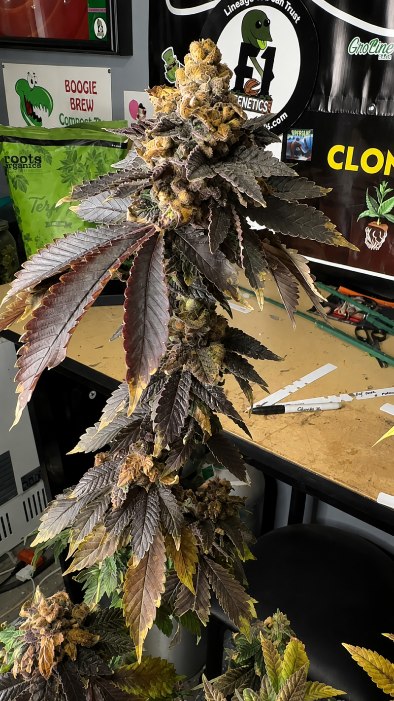 Indacouch x AJ Sour Diesel Cut