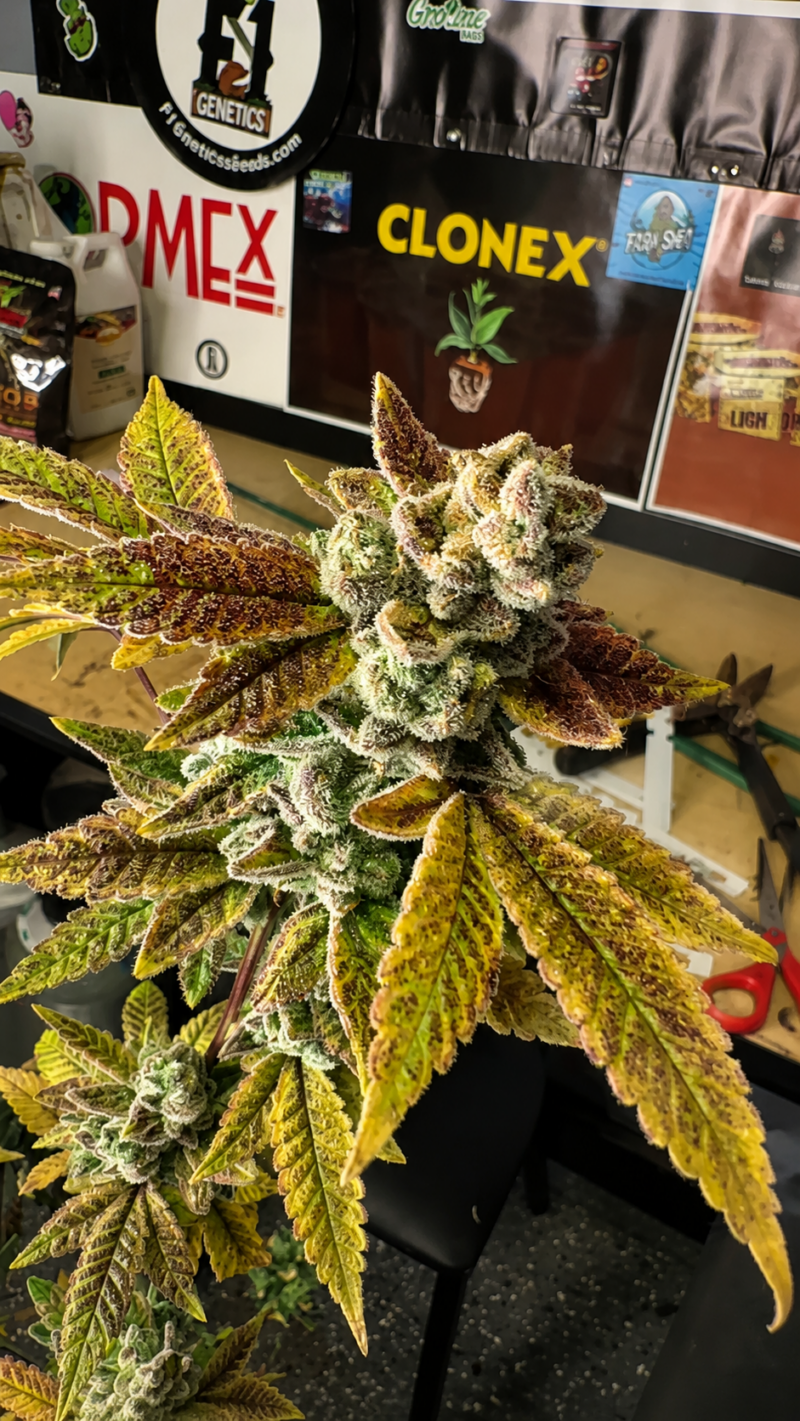Indacouch x Chem Sister Cut