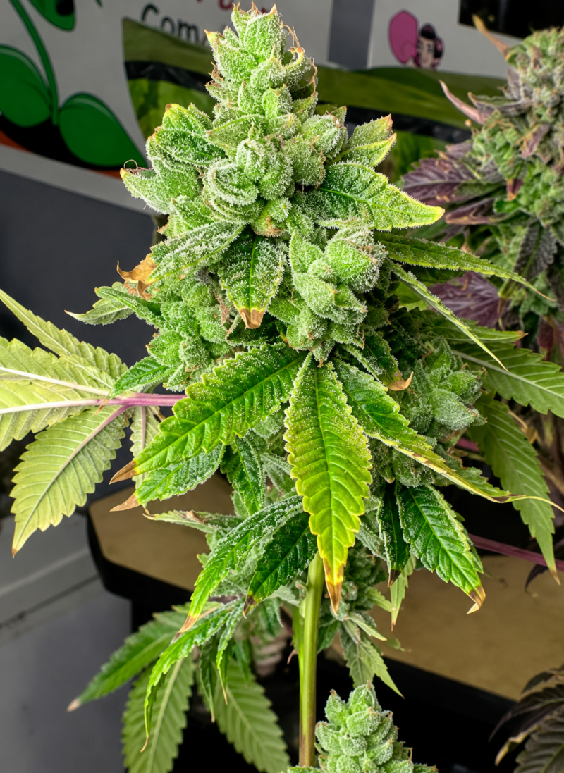 ACC Sour Diesel x Chem Sister Cut