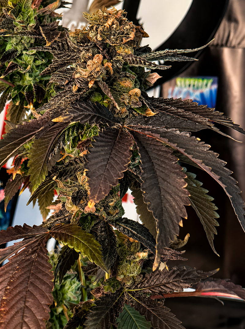 The Hog x AJ Sour Diesel Cut