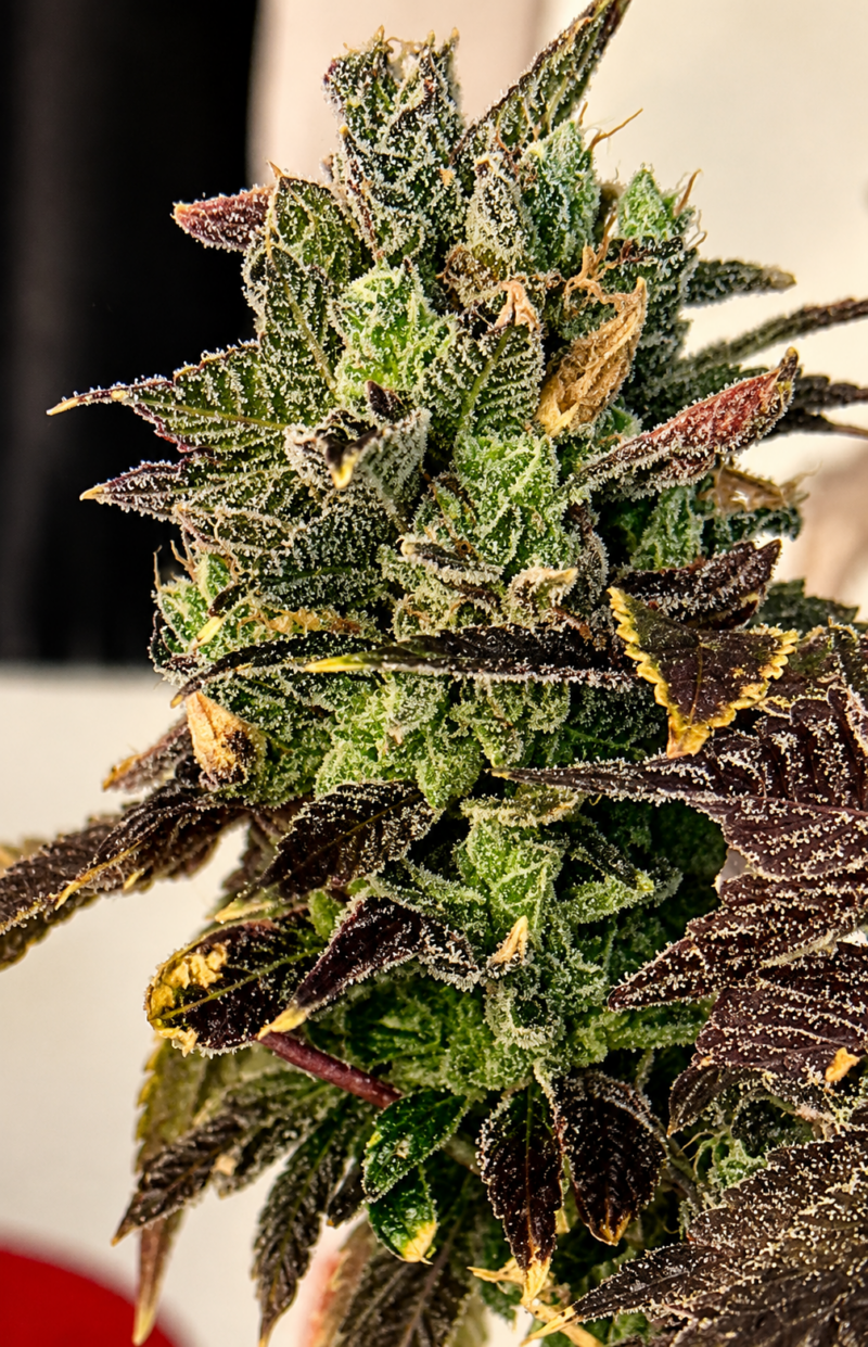 The Hog x Candy Gelato Cut