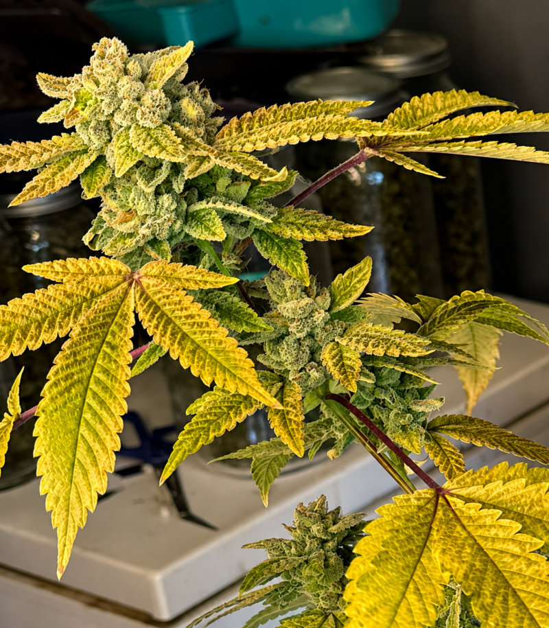 The Hog x 101 Sour Diesel Cut