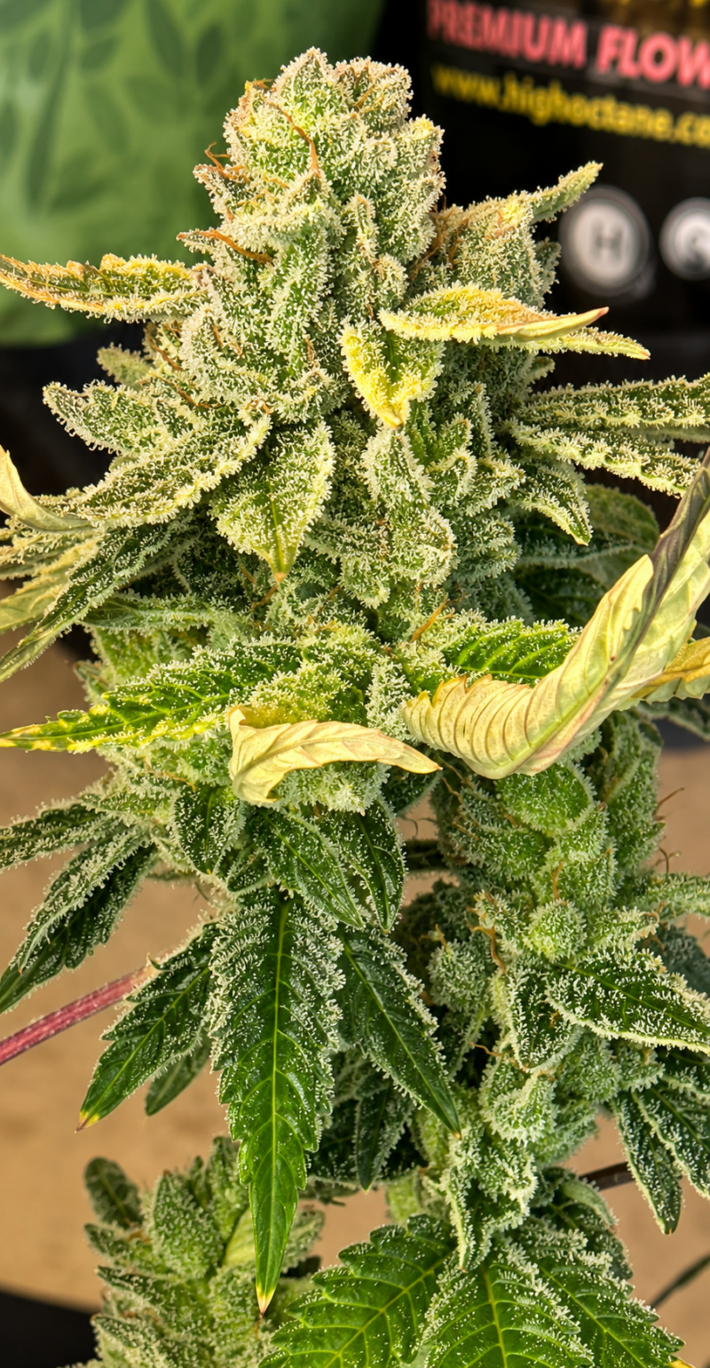 The Hog x Chem Sister Cut
