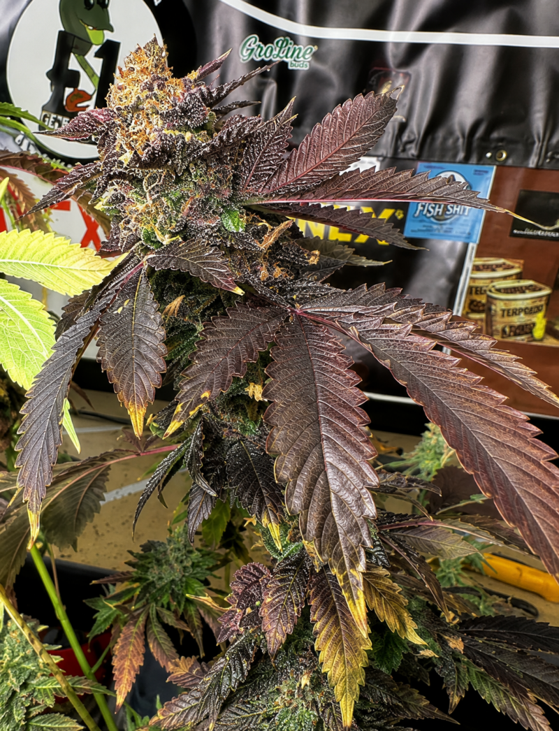 ACC Sour Diesel x AJ Sour Diesel Cut