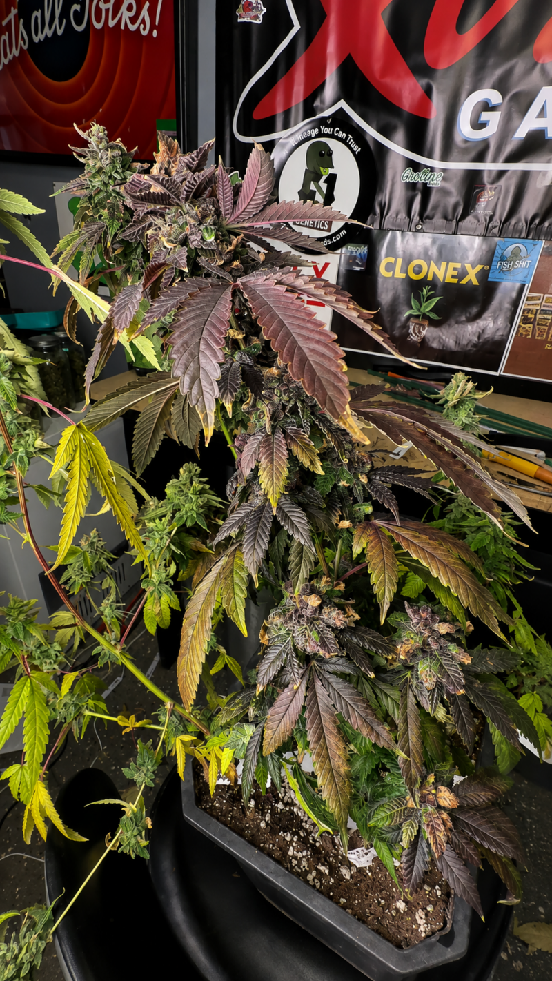 95 Romulan x AJ Sour Diesel Cut