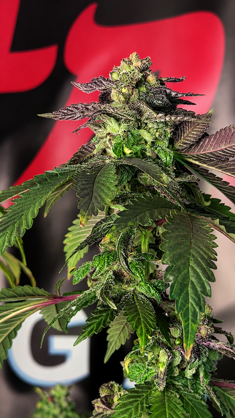 95 Romulan x 101 Sour Diesel Cut