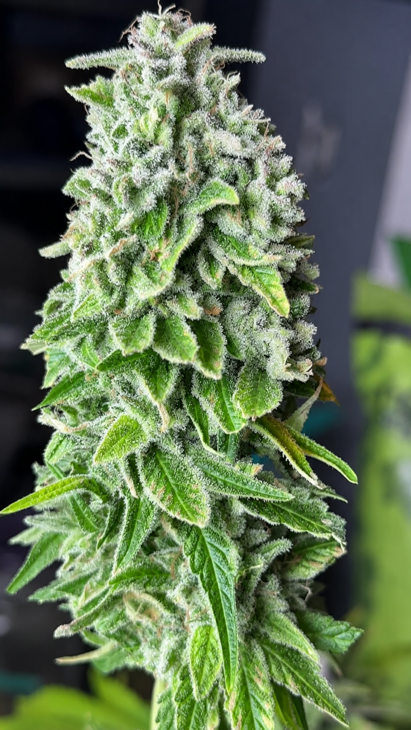 Northern Lights #1 x False Teeth