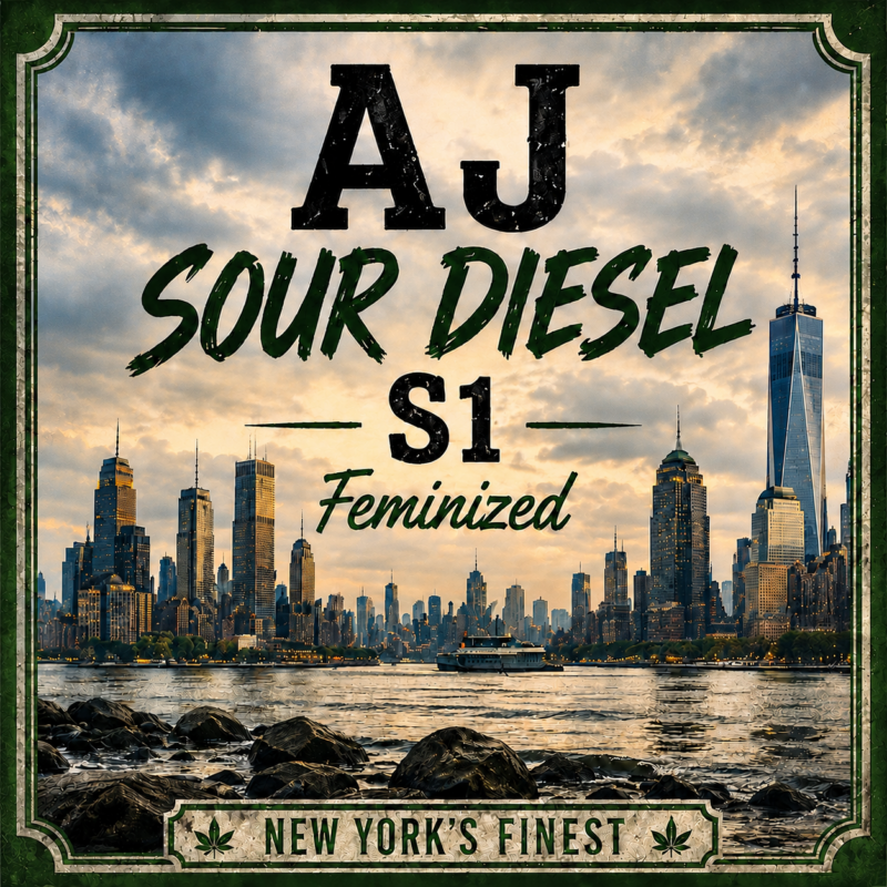 AJ Sour Diesel Feminized