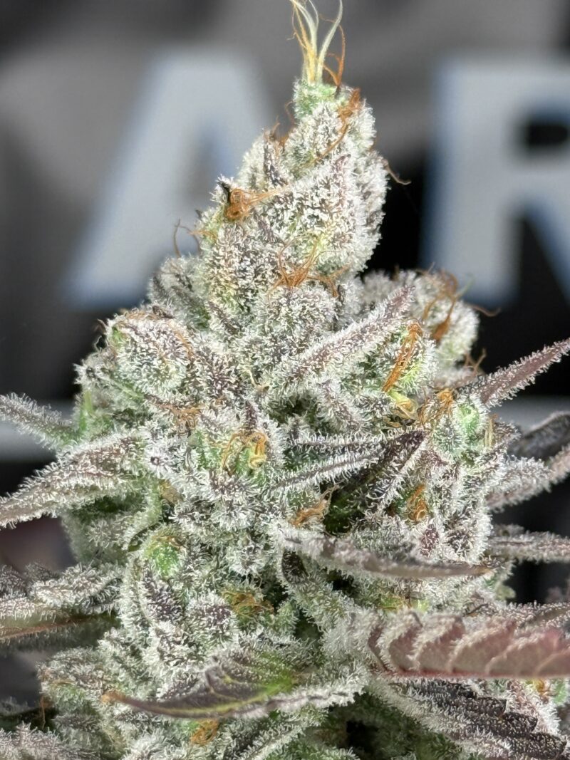 Candy Gelato Feminized