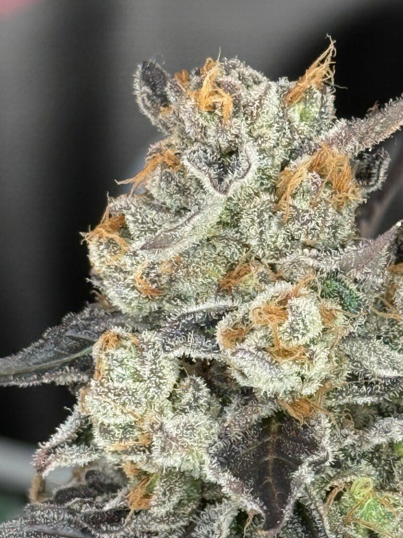East Coast Sour Diesel Feminized