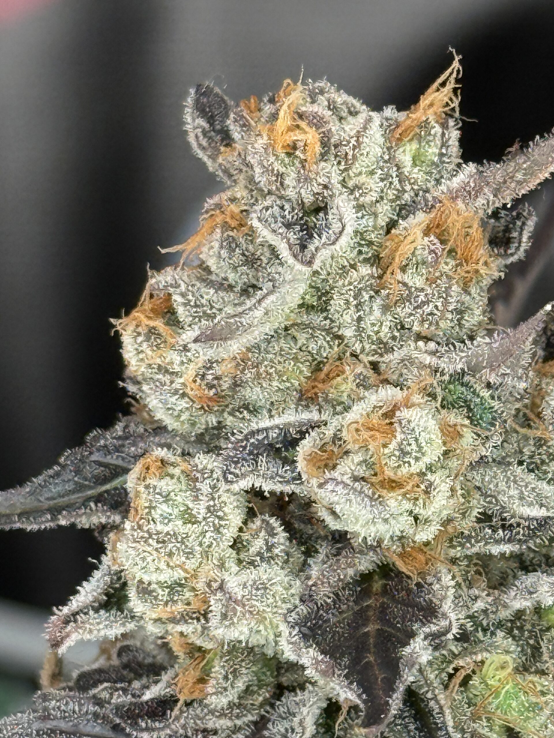 East Coast Sour Diesel Feminized