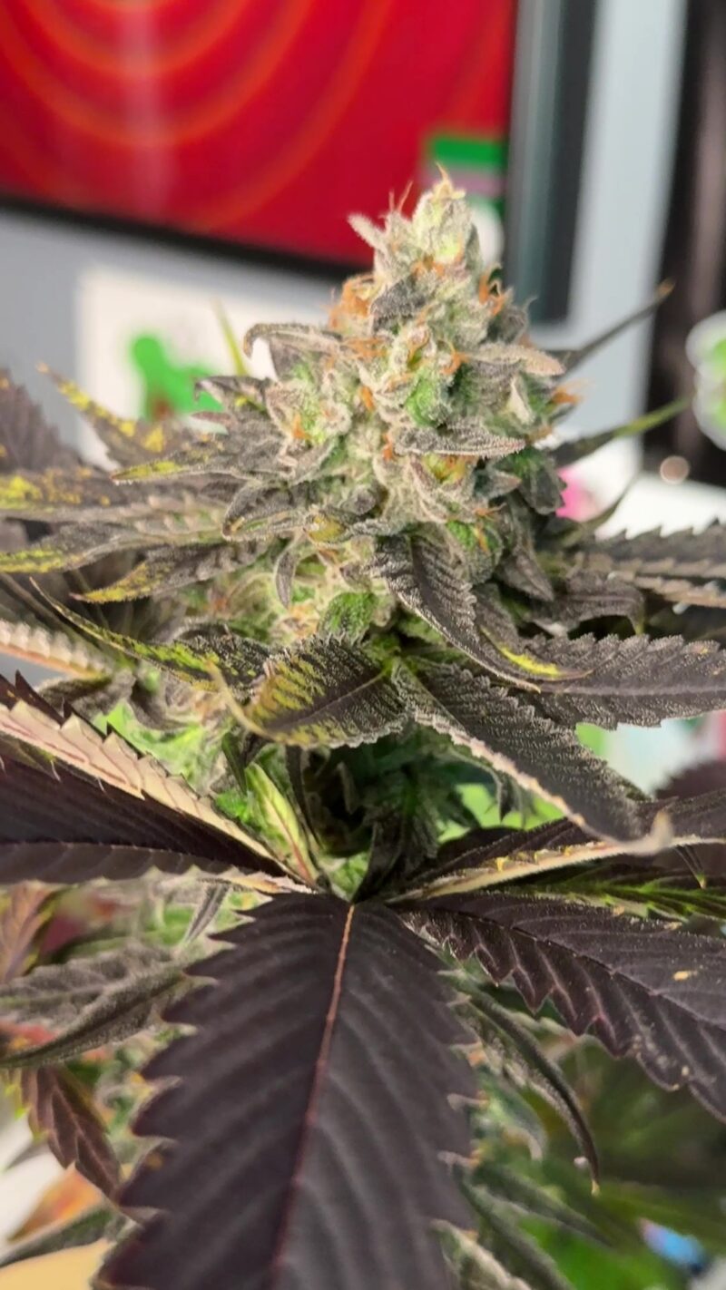 96 Albany Sour Diesel x Indacouch Feminized